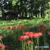 内牧公園　曼殊沙華