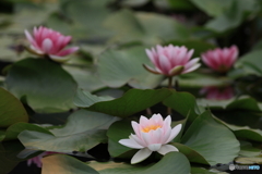睡蓮　その２
