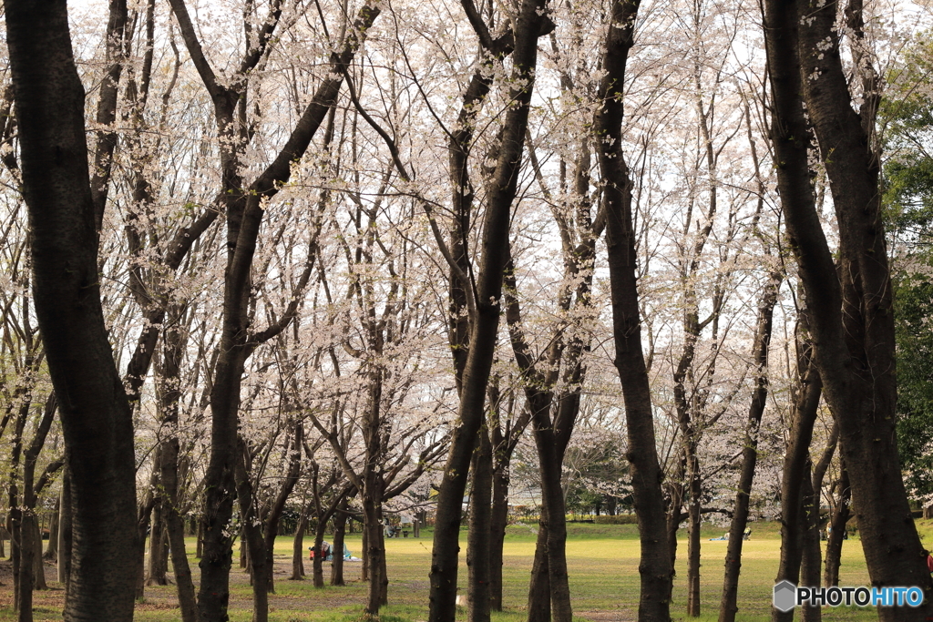 桜のある風景