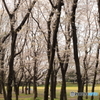 桜のある風景