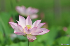 蓮の花