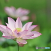蓮の花