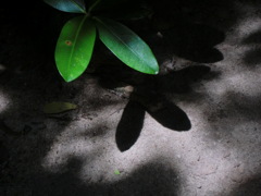 soil : leaf
