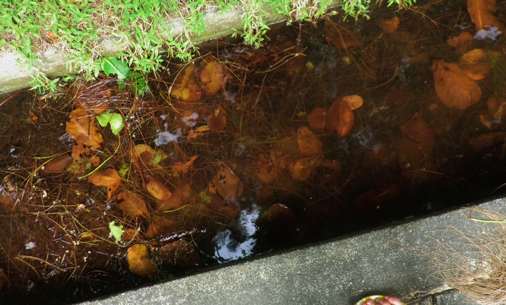 水の中の腐葉