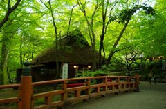 オアシス