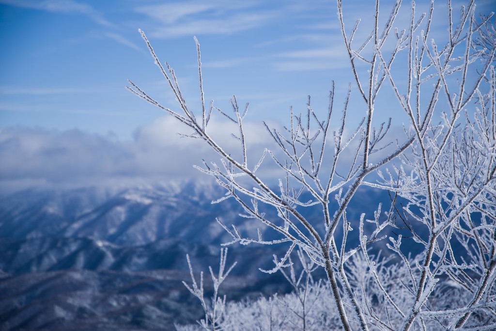 雪の実