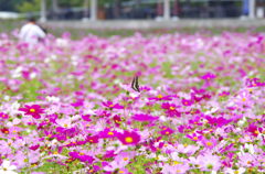 この花と～まれ！