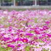 この花と～まれ！