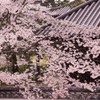 桜花爛漫
