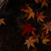 水に浮かべて