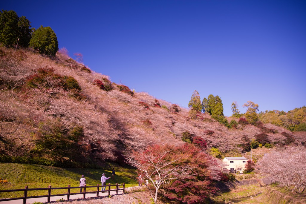 秋桜