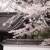 門桜