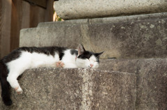 私は猫になりたい