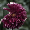 _IGP5978
