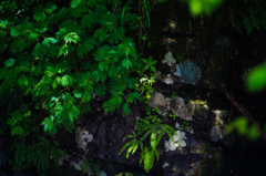 滝付近の植物