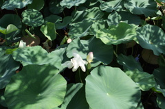 越前の里　味真野苑　蓮の花