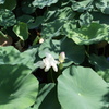 越前の里　味真野苑　蓮の花