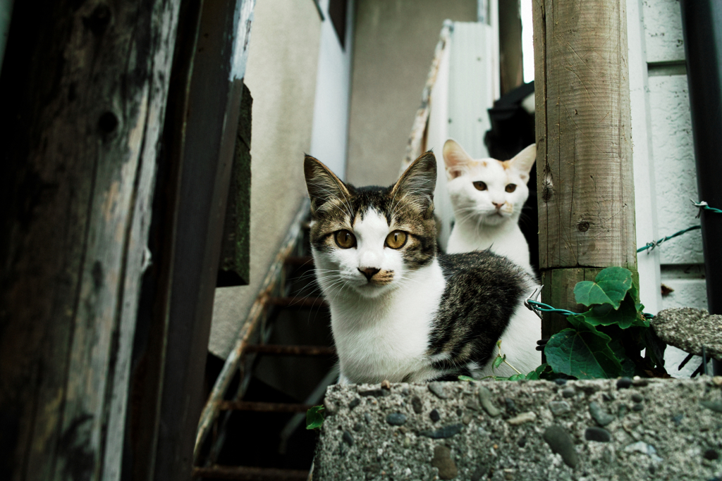 猫撮り散歩1335