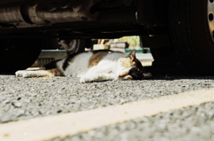 猫撮り散歩973