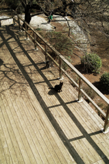 猫撮り散歩648
