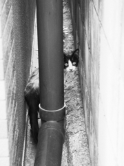 猫撮り散歩382
