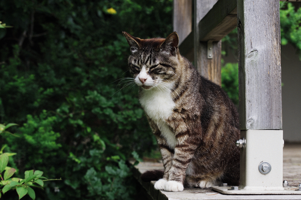 猫撮り散歩SZS-07 "Garden cats of One day"