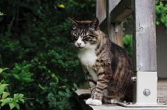 猫撮り散歩SZS-07 "Garden cats of One day"