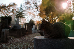 猫撮り散歩1868