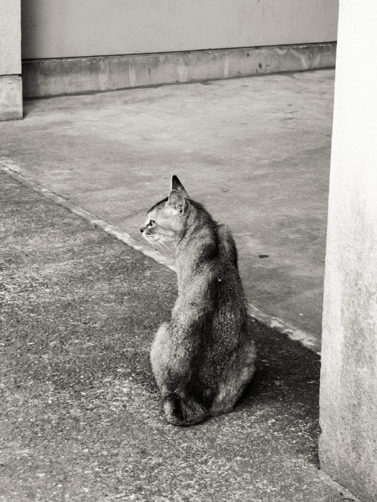 猫撮り散歩267