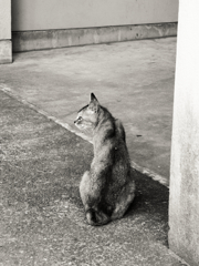 猫撮り散歩267