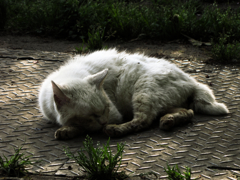 猫撮り散歩80