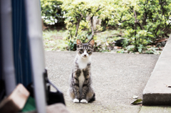 猫撮り散歩620