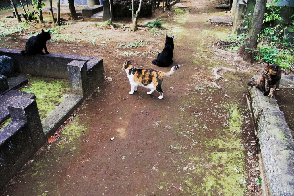 猫撮り散歩2353
