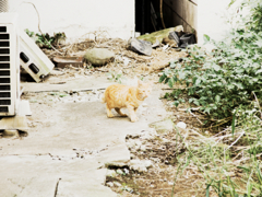 猫撮り散歩726