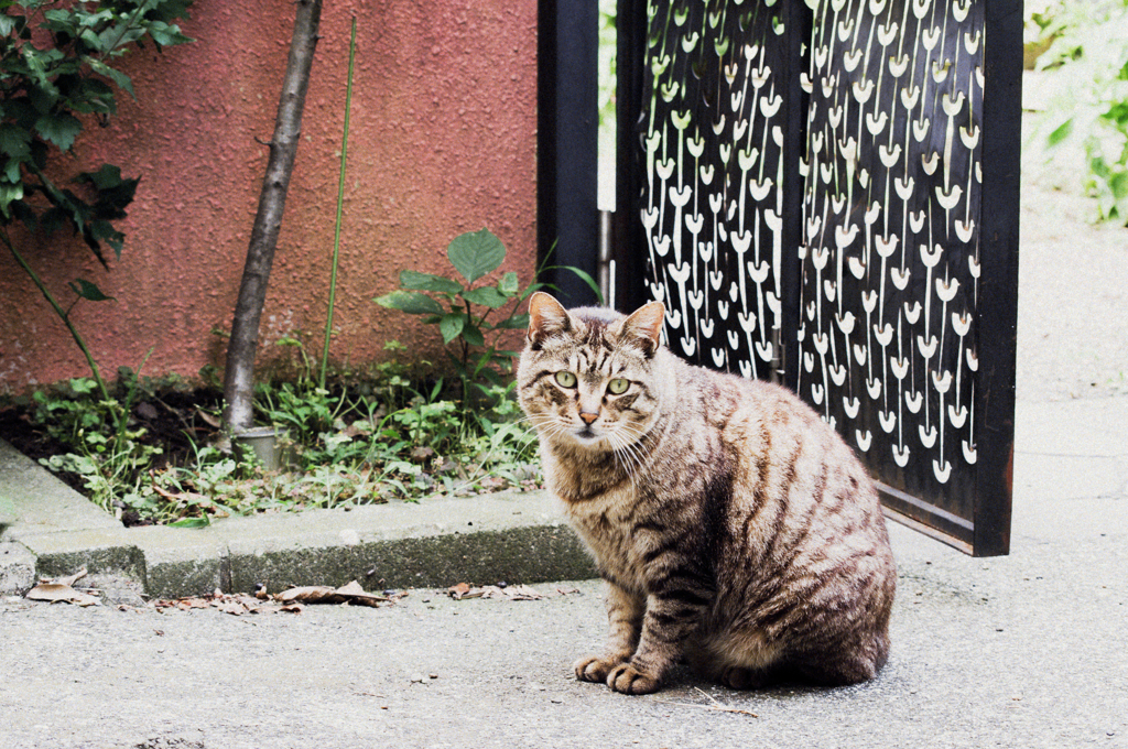 猫撮り散歩608