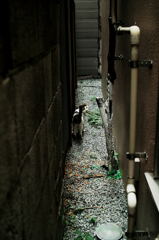 猫撮り散歩815