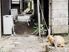 猫撮り散歩1170