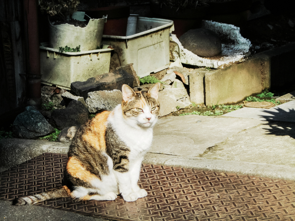 猫撮り散歩2194