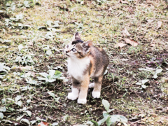猫撮り散歩885