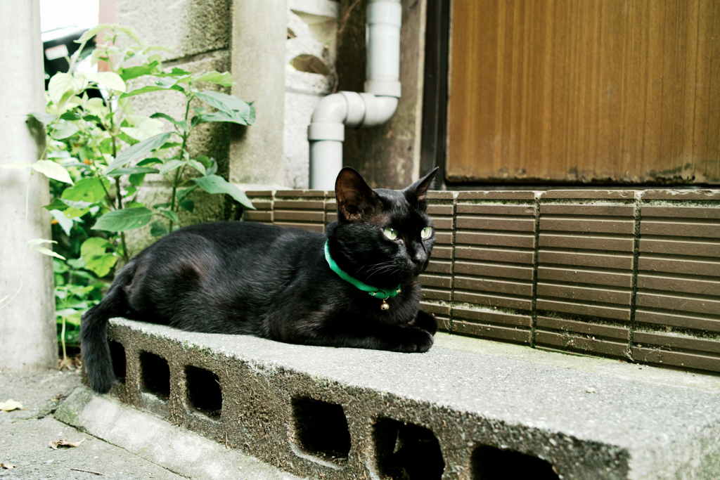 猫撮り散歩1834