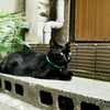 猫撮り散歩1834