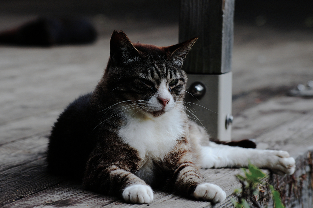 猫撮り散歩SZS-29 "Garden cats of One day"