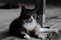 猫撮り散歩SZS-29 "Garden cats of One day"