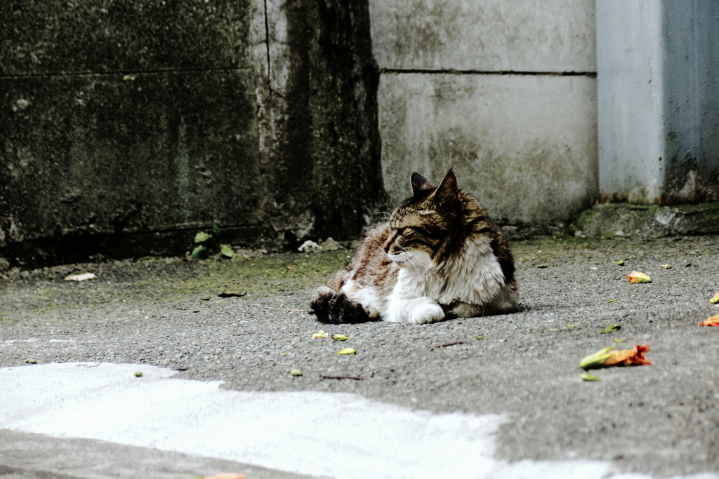 猫撮り散歩2021