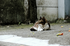 猫撮り散歩2021