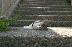 猫撮り散歩119
