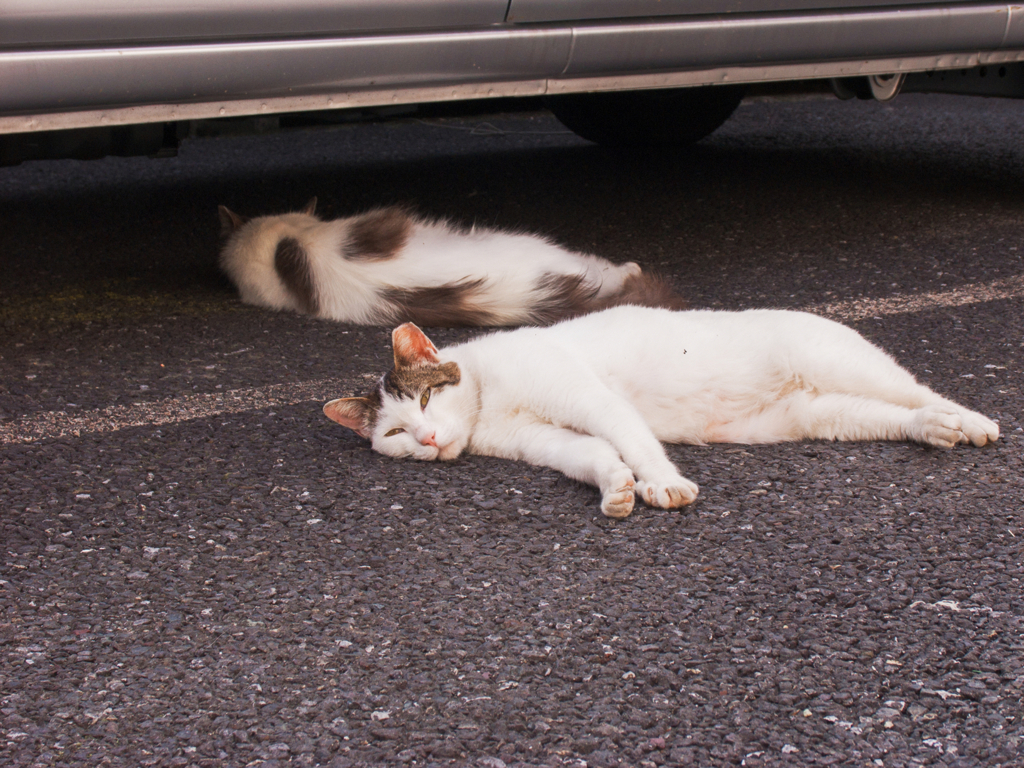 猫撮り散歩397