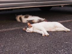 猫撮り散歩397