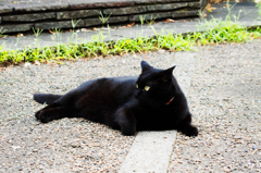 猫撮り散歩485