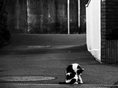 猫撮り散歩1851